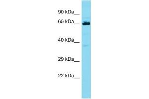 Host: Rabbit Target Name: CCDC48 Sample Type: HT1080 Whole Cell lysates Antibody Dilution: 1. (EFCC1 Antikörper  (C-Term))