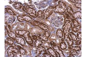 IHC-P Image EDG7 antibody [N3C2], Internal detects EDG7 protein at cytosol on mouse kidney by immunohistochemical analysis.