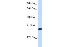 WB Suggested Anti-DCK Antibody Titration: 0. (DCK Antikörper  (Middle Region))