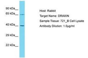 Image no. 1 for anti-Dorsal Inhibitory Axon Guidance Protein (DRAXIN) (AA 227-276) antibody (ABIN6750800) (DRAXIN Antikörper  (AA 227-276))