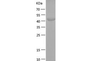 Neurexin 1 Protein (NRXN1) (AA 59-264) (His-IF2DI Tag)