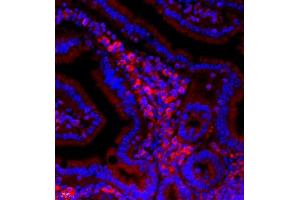 Immunofluorescent analysis of paraffin embedded mouse small intestine using Neurotensin (ABIN7074827) at dilution of 1: 500 (Neurotensin Antikörper)