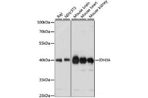 Western blot analysis of extracts of various cell lines using IDH3A Polyclonal Antibody at dilution of 1:1000. (IDH3A Antikörper)