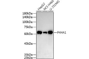 Western blot analysis of extracts of various cell lines, using P4H antibody (0538) at 1:500 dilution. (P4HA1 Antikörper  (AA 235-534))