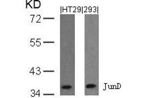Western blot analysis of extracts from HT29 and 293 cells using JunD(Ab-255) Antibody.