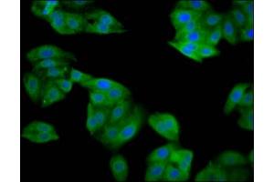 Immunofluorescence staining of HepG2 cells with ABIN7169643 at 1:133, counter-stained with DAPI. (SRP14 Antikörper  (AA 2-107))