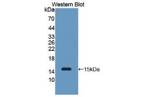 Western Blotting (WB) image for anti-Serum Amyloid A2 (SAA2) (AA 19-122) antibody (ABIN1870546) (SAA2 Antikörper  (AA 19-122))