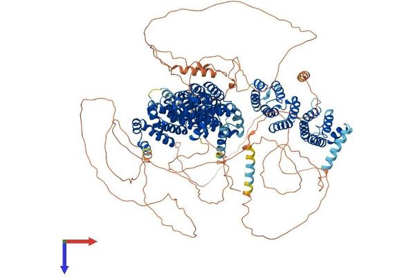 CLASP2 Protein (AA 1-1286) (His tag)