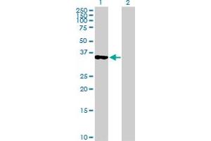 Western Blot analysis of OLIG2 expression in transfected 293T cell line by OLIG2 MaxPab polyclonal antibody. (OLIG2 Antikörper  (AA 1-323))