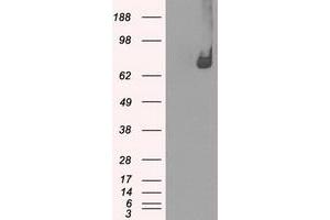 Image no. 3 for anti-P450 (Cytochrome) Oxidoreductase (POR) antibody (ABIN1497747) (POR Antikörper)