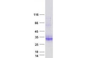 CLEC2A Protein (Myc-DYKDDDDK Tag)