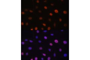 Immunofluorescence (IF) image for anti-Ubiquitin-Like with PHD and Ring Finger Domains 2, E3 Ubiquitin Protein Ligase (UHRF2) (AA 441-622) antibody (ABIN6149911)