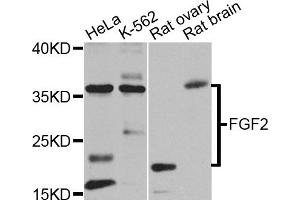 Western blot analysis of extracts of various cell lines, using FGF2 antibody.