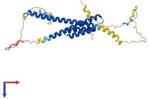 NRBF2 Protein (AA 1-287) (His tag)