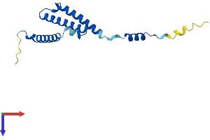 C1D Protein (AA 1-141) (His tag)