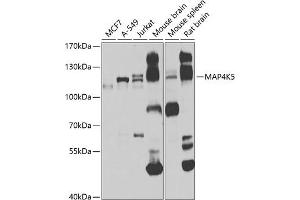 Western blot analysis of extracts of various cell lines, using MK5 antibody (ABIN6130440, ABIN6143514, ABIN6143515 and ABIN6223968) at 1:1000 dilution. (MAP4K5 Antikörper  (AA 300-480))