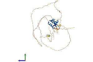 AlphaFold protein structure predicition of Human Recombinant FOXA1 Protein, UniprotID P55317