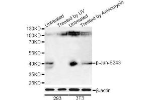 Western blot analysis of extracts of 293 and NIH/3T3 cells, using Phospho-Jun-S243 antibody (ABIN5969907) at 1/1000 dilution. (C-JUN Antikörper  (pSer243))