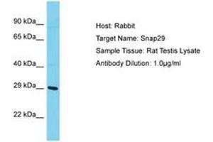 Image no. 1 for anti-Synaptosomal-Associated Protein, 29kDa (SNAP29) (AA 141-190) antibody (ABIN6750423) (SNAP29 Antikörper  (AA 141-190))