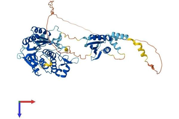 METTL16 Protein (AA 1-562) (His tag)