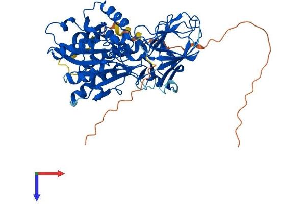 AGBL4 Protein (AA 1-503) (His tag)