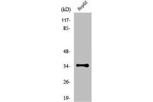 Western Blot analysis of HepG2 cells using Nkx-3. (NKX3-1 Antikörper  (N-Term))