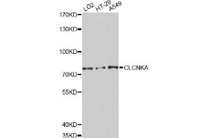 Western blot analysis of extracts of various cell lines, using CLCNKA Antibody (ABIN1871886) at 1:3000 dilution. (CLCNKA Antikörper)