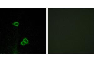 Peptide - +Western blot analysis of extracts from COS-7 cells, using CXCR7 antibody. (CXCR7 Antikörper  (C-Term))