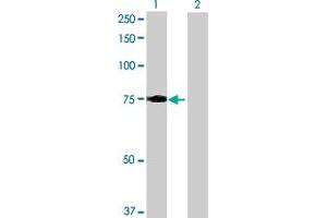 Western Blot analysis of LRCH3 expression in transfected 293T cell line by LRCH3 MaxPab polyclonal antibody. (LRCH3 Antikörper  (AA 1-712))