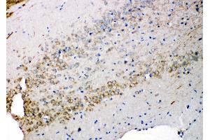 Anti-Syndecan 3 antibody, IHC(P) IHC(P): Rat Brain Tissue (SDC3 Antikörper  (N-Term))