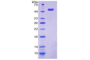 SDS-PAGE (SDS) image for Lectin, Galactoside-Binding, Soluble, 13 (LGALS13) (AA 1-139) protein (His tag,GST tag) (ABIN2123472)
