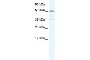 WB Suggested Anti-TRIM41 Antibody Titration:  0. (TRIM41 Antikörper  (C-Term))
