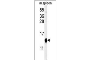 Western blot analysis of YPEL5 Antibody (C-term) (ABIN653916 and ABIN2843151) in mouse spleen tissue lysates (35 μg/lane). (YPEL5 Antikörper  (C-Term))