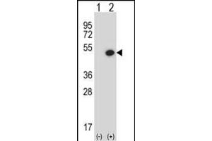 Western blot analysis of B (arrow) using rabbit polyclonal B Antibody (C-term) (ABIN657780 and ABIN2846754). (BMP7 Antikörper  (C-Term))