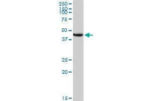 Western Blotting (WB) image for anti-Ubiquinol-Cytochrome C Reductase Core Protein II (UQCRC2) (AA 1-453) antibody (ABIN521273)