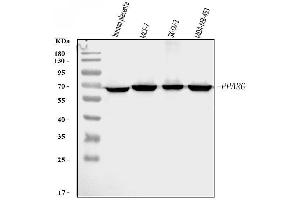 Western blot analysis of PPAR Gamma/PPARG using anti-PPAR Gamma/PPARG antibody (ABIN7602078).