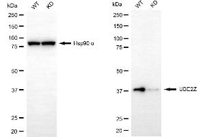 Western blotting analysis using UBE2Z antibody (ABIN7800755).