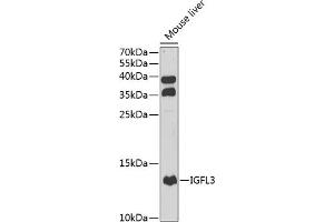 Western blot analysis of extracts of mouse liver, using IGFL3 antibody (ABIN6133430, ABIN6142265, ABIN6142266 and ABIN6222975) at 1:1000 dilution. (IGFL3 Antikörper  (AA 25-125))