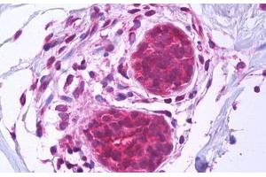 Anti-BAG1 antibody IHC staining of human breast, epithelium. (BAG1 Antikörper  (AA 241-346))