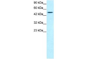WB Suggested Anti-TBX19 Antibody Titration:  1.