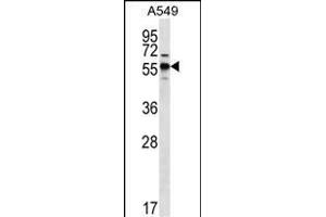 SPNS3 Antibody (C-term) (ABIN656612 and ABIN2845867) western blot analysis in A549 cell line lysates (35 μg/lane). (SPNS3 Antikörper  (C-Term))