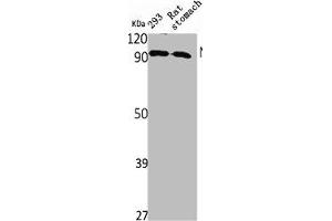 Western Blot analysis of rat stomach 293 cells using NPAS2 Polyclonal Antibody