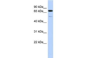 WB Suggested Anti-DMTF1 Antibody Titration:  0. (DMP1 Antikörper  (Middle Region))