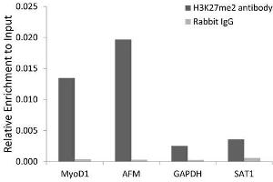 Chromatin immunoprecipitation analysis extracts of 293 cell line, using DiMethyl-Histone H3-K27 antibody. (Histone 3 Antikörper  (H3K27me))