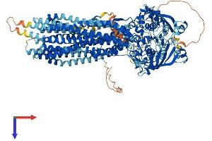 ATP-Binding Cassette, Sub-Family B (MDR/TAP), Member 1B (ABCB1B) (AA 1-1276) protein (His tag)