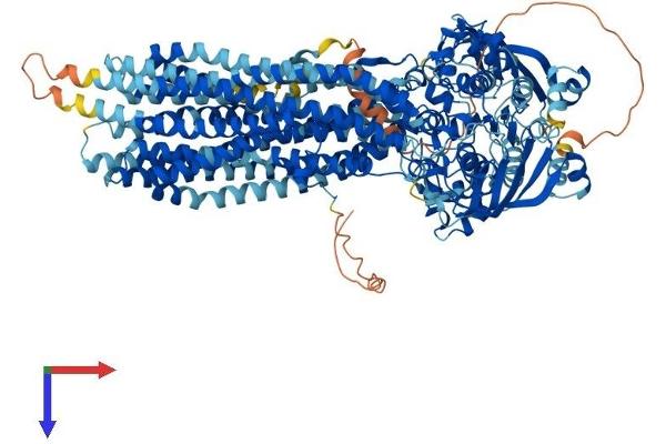 ATP-Binding Cassette, Sub-Family B (MDR/TAP), Member 1B (ABCB1B) (AA 1-1276) protein (His tag)