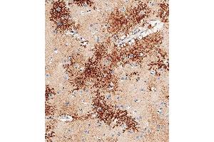 Immunohistochemical analysis of paraffin-embedded human brain tissue using C performed on the Leica® BOND RXm. (OTUD3 Antikörper  (AA 192-220))