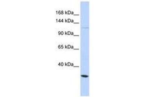 Image no. 1 for anti-Potassium Large Conductance Calcium-Activated Channel, Subfamily M, alpha Member 1 (KCNMA1) (AA 641-690) antibody (ABIN6742721) (KCNMA1 Antikörper  (AA 641-690))