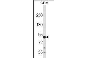 LZK Antibody (C-term) (ABIN652423 and ABIN2842093) western blot analysis in CEM cell line lysates (35 μg/lane). (MAP3K13 Antikörper  (C-Term))