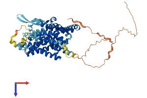 SLC1A5 Protein (AA 1-541) (His tag)